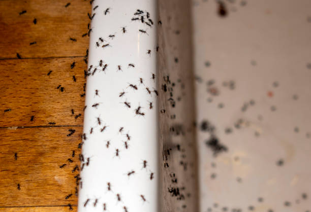 Best Ant Control Services  in West Bountiful, UT